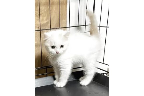 販売中の静岡県のキンカロー-118021の4枚目