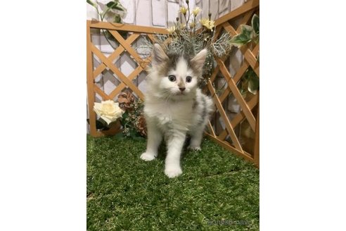 販売中の静岡県のメインクーン-118025の2枚目