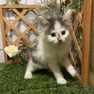 販売中の静岡県のメインクーン-118025