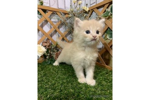 販売中の静岡県のスコティッシュフォールド-118028の2枚目