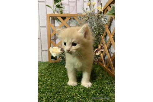 販売中の静岡県のスコティッシュフォールド-118028の3枚目