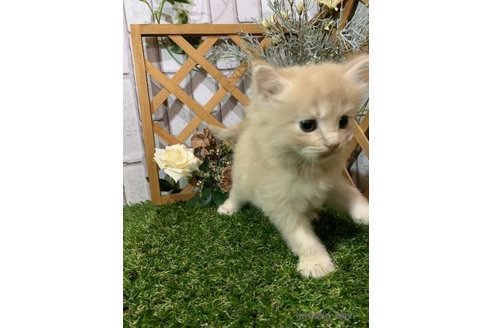 販売中の静岡県のスコティッシュフォールド-118028の4枚目