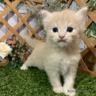 販売中の静岡県のスコティッシュフォールド-118028