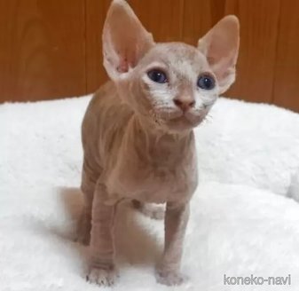 販売中の岐阜県のスフィンクス-118029の2枚目