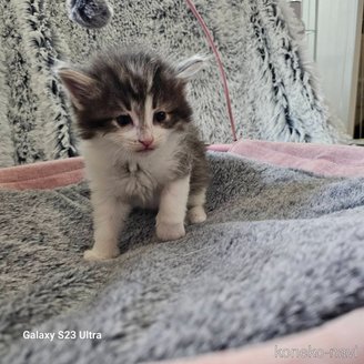販売中の兵庫県のノルウェージャンフォレストキャット-118034