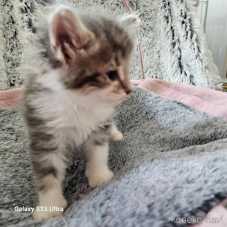 販売中の兵庫県のノルウェージャンフォレストキャット-118035の2枚目