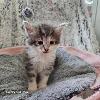 販売中の兵庫県のノルウェージャンフォレストキャット-118035の3枚目