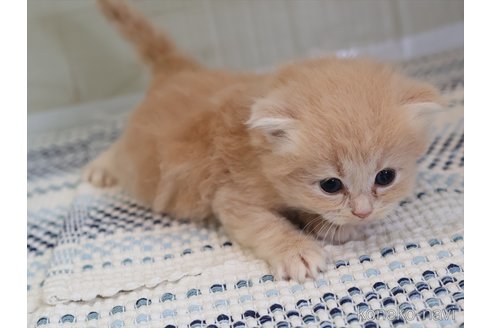 販売中の愛知県のスコティッシュフォールド(折れ耳)-118045の7枚目