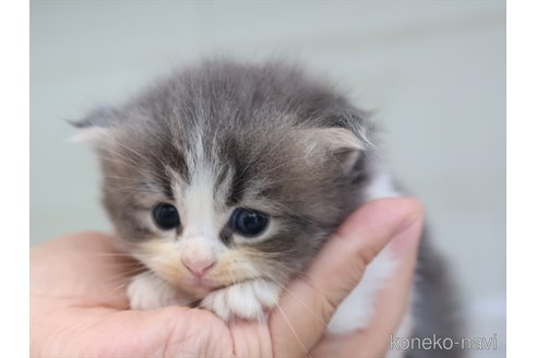 販売中の愛知県のスコティッシュフォールド(折れ耳)-118047の3枚目