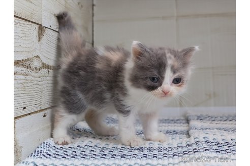 販売中の愛知県のマンチカン-118050の6枚目