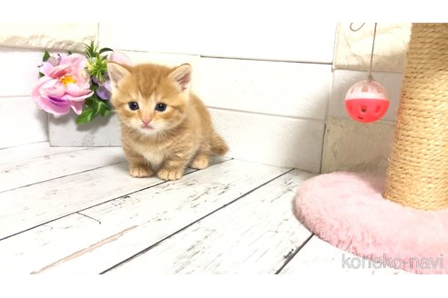 販売中の埼玉県のマンチカン(短足)-118078の4枚目