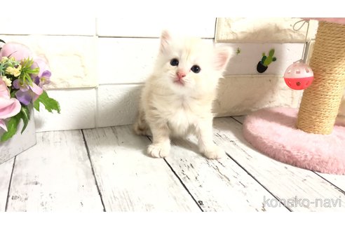 販売中の埼玉県のマンチカン-118082の3枚目