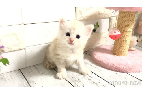 販売中の埼玉県のマンチカン-118082の1枚目