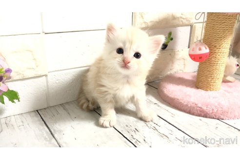 販売中の埼玉県のマンチカン-118082の4枚目