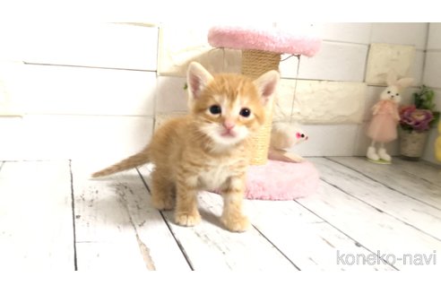 販売中の埼玉県のマンチカン-118093の8枚目