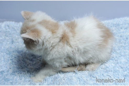 販売中の群馬県のエキゾチックショートヘア-116551の2枚目