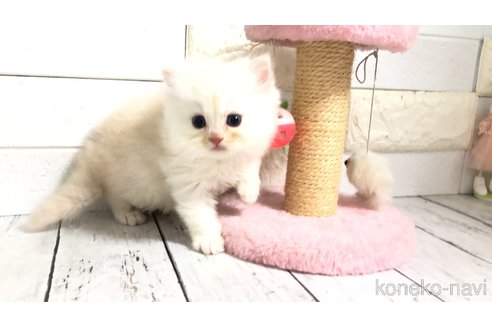 販売中の埼玉県のマンチカン-116128
