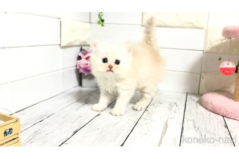 販売中の埼玉県のマンチカン-116128の12枚目