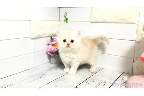 販売中の埼玉県のマンチカン-116128の4枚目