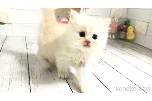 販売中の埼玉県のマンチカン-116128の5枚目