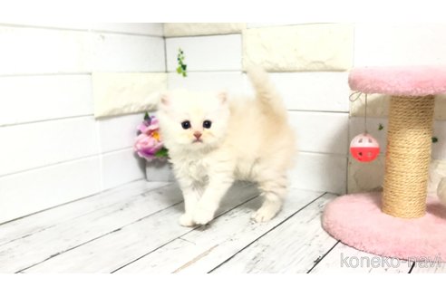 販売中の埼玉県のマンチカン-116128の6枚目