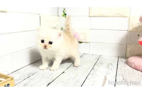 販売中の埼玉県のマンチカン-116128の2枚目