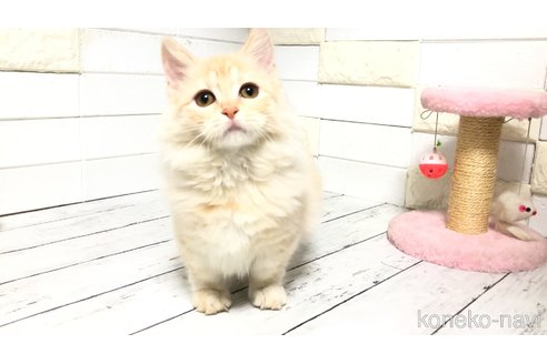 販売中の埼玉県のマンチカン(短足)-108930の7枚目