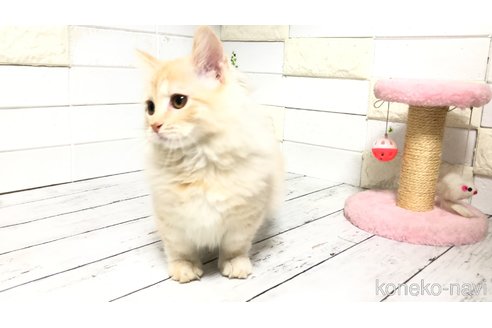 販売中の埼玉県のマンチカン(短足)-108930の9枚目