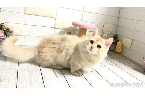 販売中の埼玉県のマンチカン(短足)-108930の13枚目