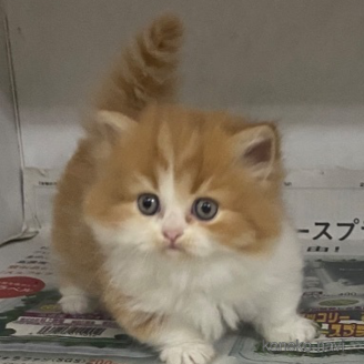 販売中の東京都のミヌエット(短足)-118152の10枚目