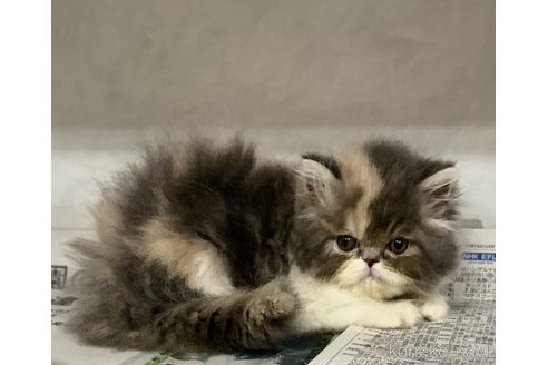 販売中の東京都のペルシャ-118014の4枚目