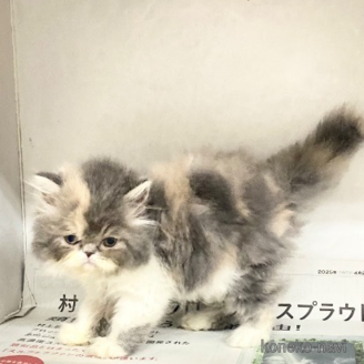販売中の東京都のペルシャ-118014の2枚目