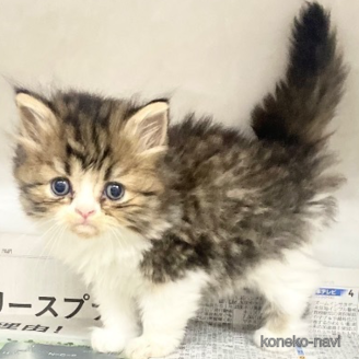 販売中の東京都のミヌエット-118155の6枚目