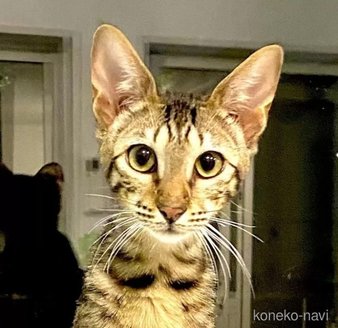 販売中の茨城県のサバンナキャット-118160