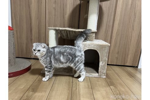 販売中の埼玉県のマンチカン-86685の2枚目