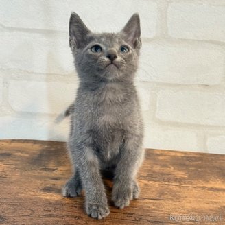 販売中の大阪府のロシアンブルー-118170の5枚目