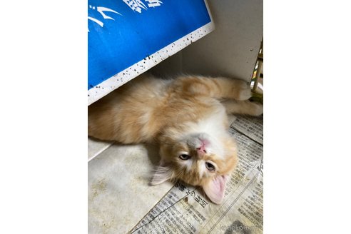 販売中の神奈川県のマンチカン-114950の35枚目