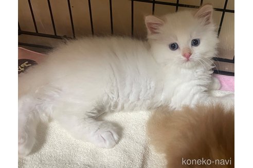 販売中の福岡県のラムキン-116841の2枚目