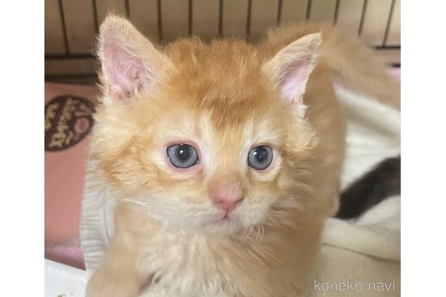 販売中の福岡県のラムキン-116840の2枚目