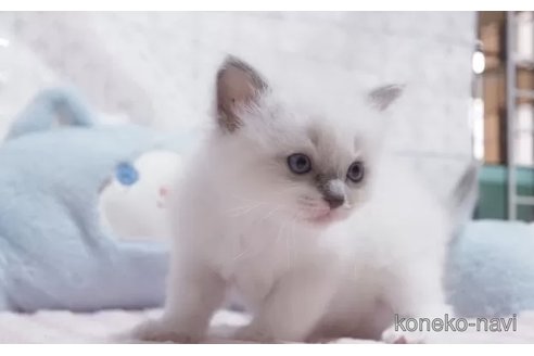 販売中の岐阜県のラグドール-118172の3枚目