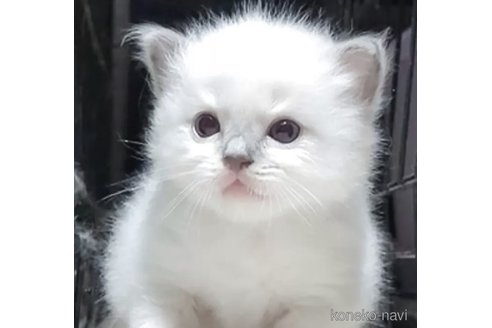 販売中の岐阜県のラグドール-118172の1枚目