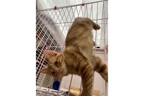 販売中の福岡県のアメリカンショートヘア-118174の2枚目