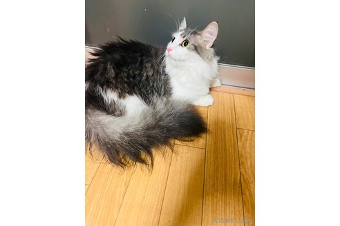 販売中の大阪府のマンチカン(短足)-118176の2枚目