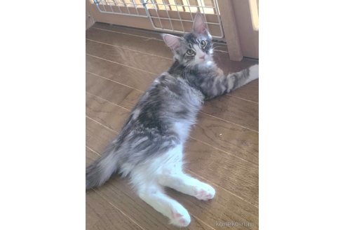 販売中の岡山県のメインクーン-111832の3枚目