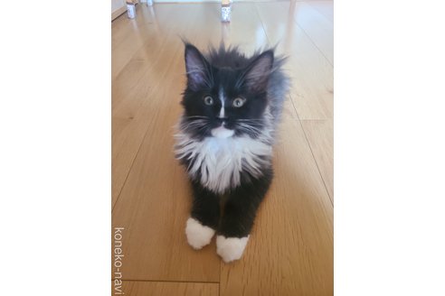 成約済の岡山県のメインクーン-113426の4枚目