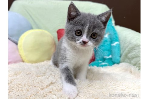 販売中の大阪府のブリティッシュショートヘア-115419の4枚目
