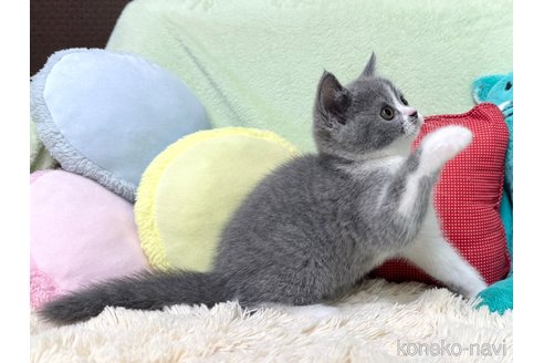 販売中の大阪府のブリティッシュショートヘア-115419の3枚目