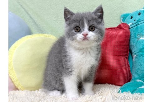 成約済の大阪府のブリティッシュショートヘア-115421の2枚目