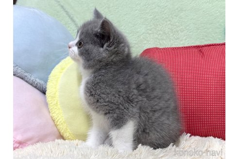 成約済の大阪府のブリティッシュショートヘア-115421の5枚目