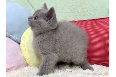 成約済の大阪府のブリティッシュショートヘア-115418の3枚目